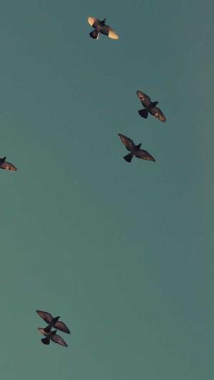 seo静态工具截图3