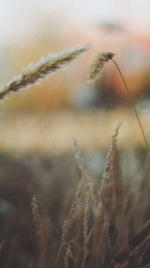 蜘蛛池泛站群源码截图2