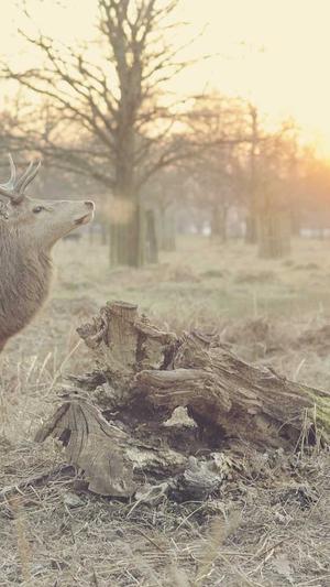 蜘蛛池怎么看真假鉴别截图1