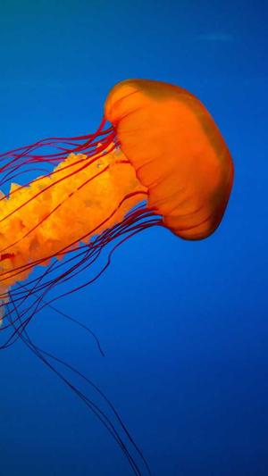 蜘蛛池骗局视频下载截图1